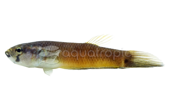 Howong Unimaculata Betta, Male :: 81931