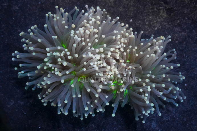 Torch, Green Center, Black Tentacles w/  Yellow-Tip :: 84133