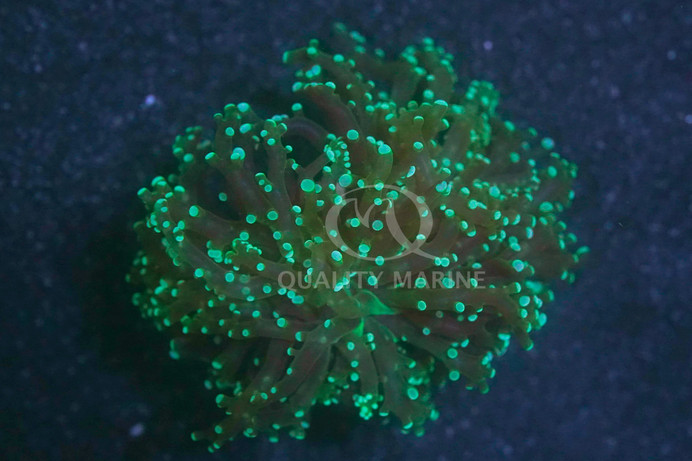 Grape Cristata Neon Green :: 62472