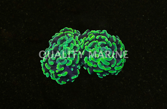 Ultra Toxic Branching Hammer Coral :: 64682
