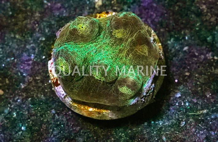Chalice Mycedium Colored :: 62439