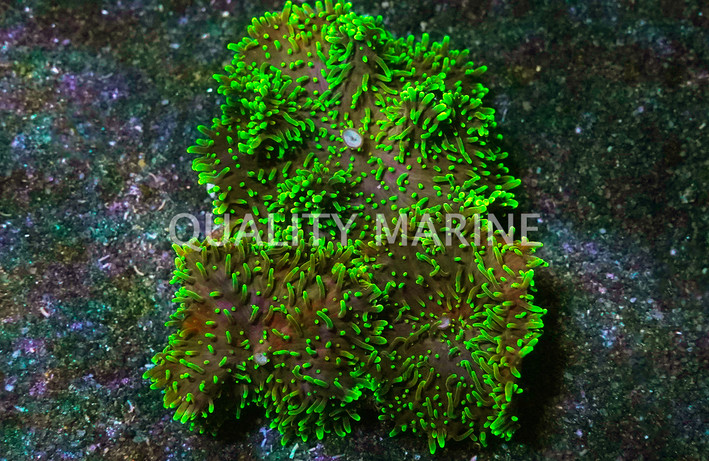 Aussie Green Hairy Mushroom :: 83555