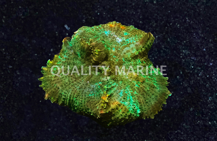 Mushroom Green Bullseye :: 96573