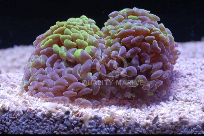 Green/Purple Marbled Branching Hammer Coral :: 71177