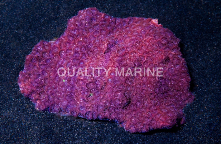Red Favites War Coral :: 52423