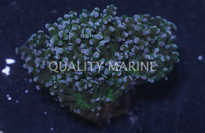 Purple Tip Green Branching Octopus Coral :: 82535