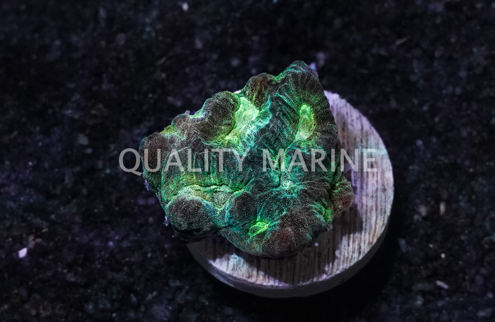 Maze, Green :: 62474