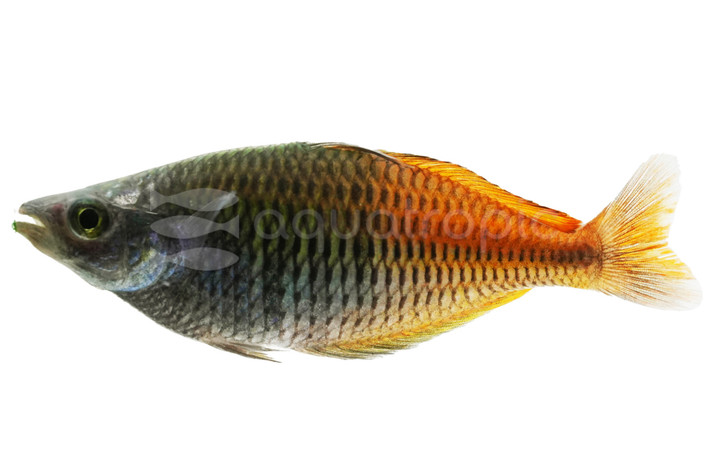 Boesemani 'Setta' Rainbowfish :: 83238