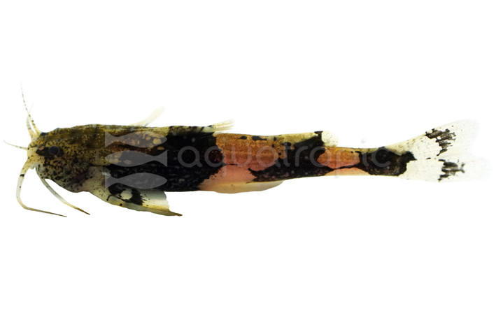 Indawgyi Stream Catfish :: 69220