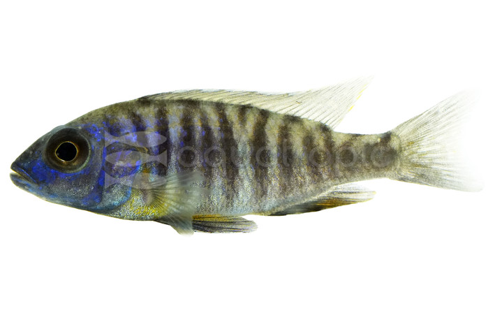 Mixed Hap Cichlid :: 40290