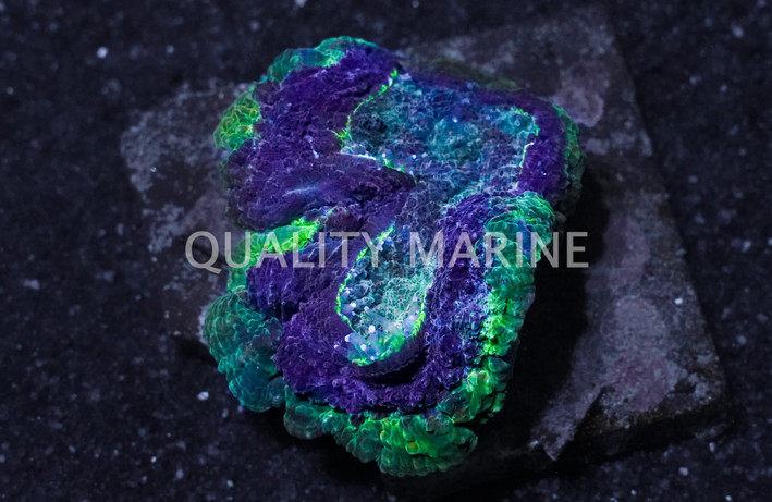 Brain Dented Green Rim w/ Purple center :: 56192