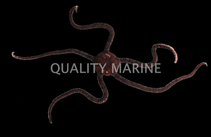 Serpent Sea Star :: 59032