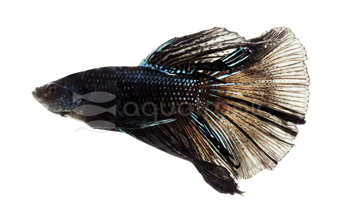 Rosetail Black, Male :: 33499