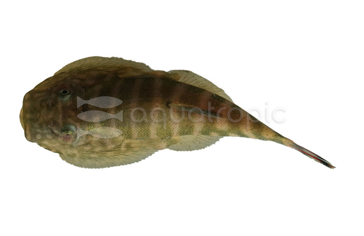 Dot-Dash Borneo Sucker Loach :: 30376