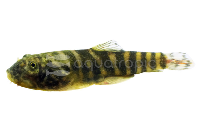 Hillstream Red Tail 'SK02' Loach :: 82618