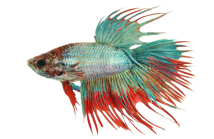 Crowntail Betta, Male :: 52932