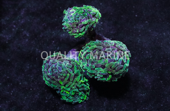 Green Purple Splatter Branching Hammer Coral :: 21547