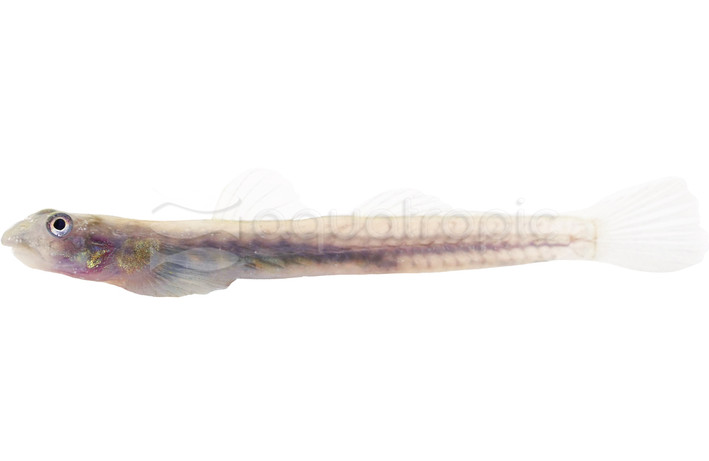 Glass Stiphodon Goby :: 45866