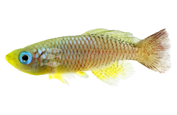 Red Gold Fin Foerschi Killifish :: 21336