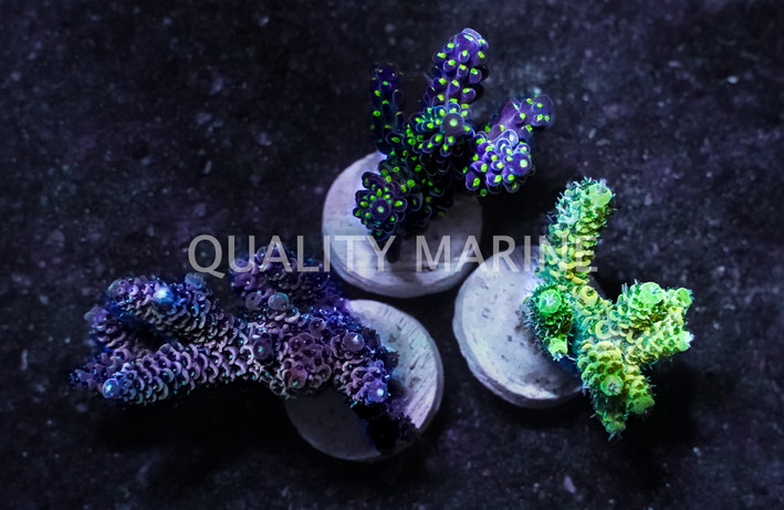 Acropora Indo :: 43757