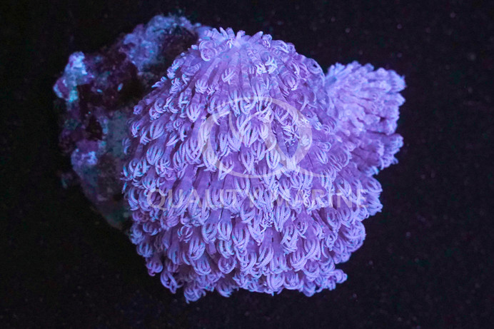 Pumping Xenia, Fiji :: 51660