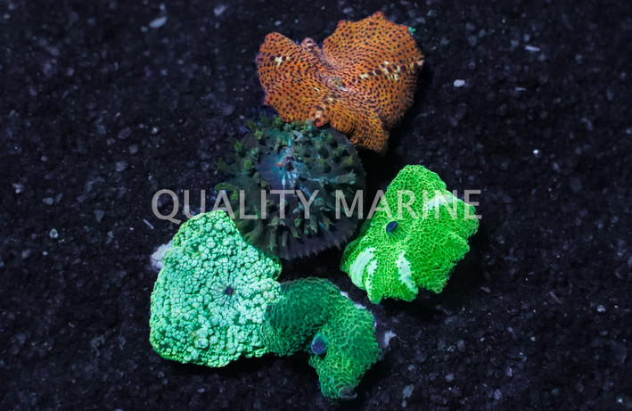 Mushroom Loose Single Polyp :: 55571