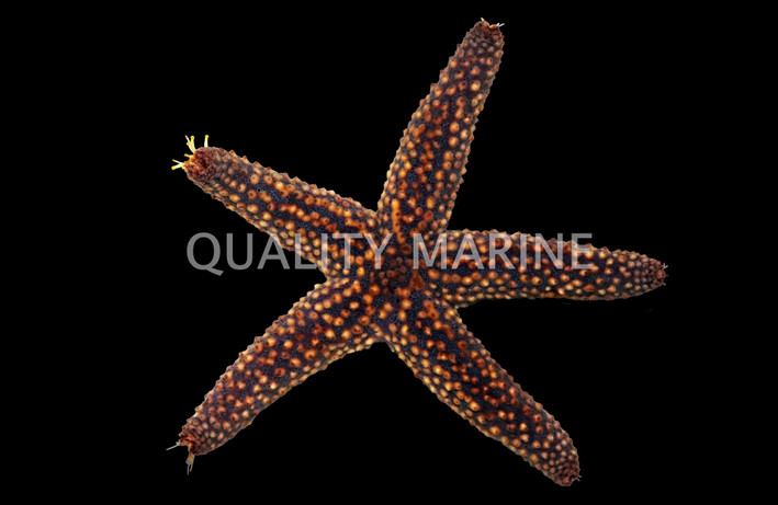 Spiny Sea Star :: 59082
