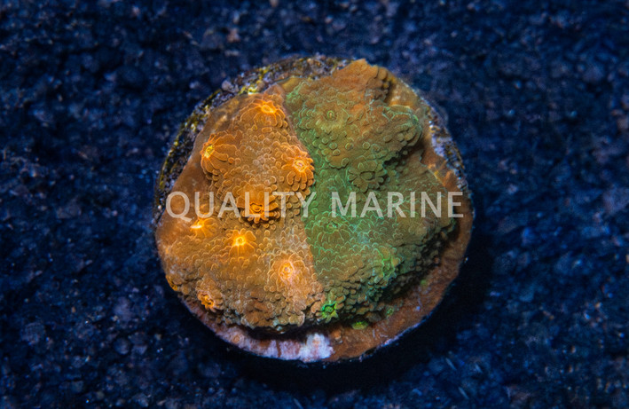 Cyphastrea, Flicka Flame :: 34640