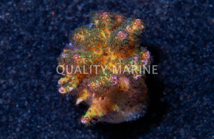 Cauliflower, Rainbow :: 51779