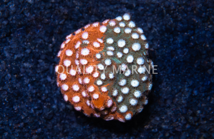 Cyphastrea, Fender Bender :: 82528