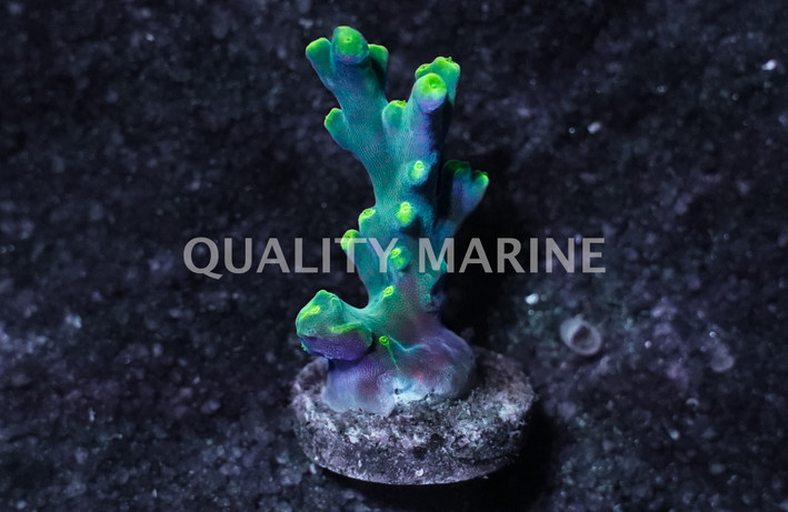 Acropora, Yoda :: 93118