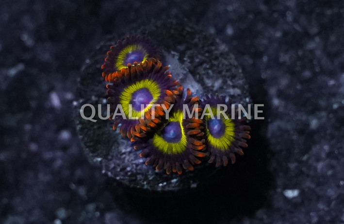 Zoa, Fruit Loop :: 93438