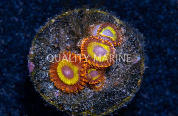 Zoa, Fruit Loop :: 93438