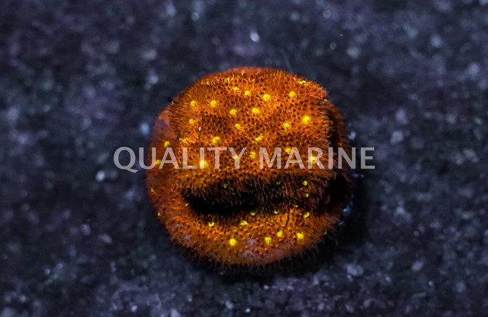 Psammocora, Autumn Harvest :: 33268