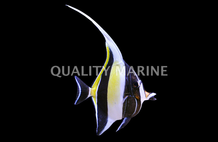 Moorish Idol, Les Villages :: 23001