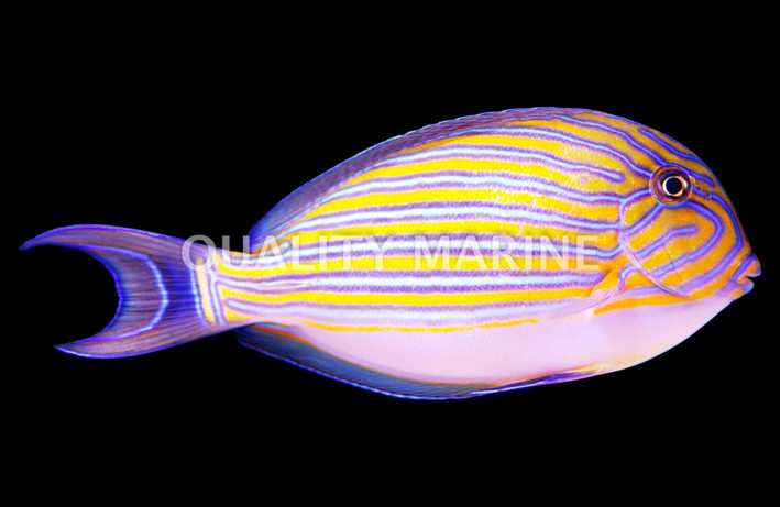 Lineatus Clown Tang, Les Villages :: 31636