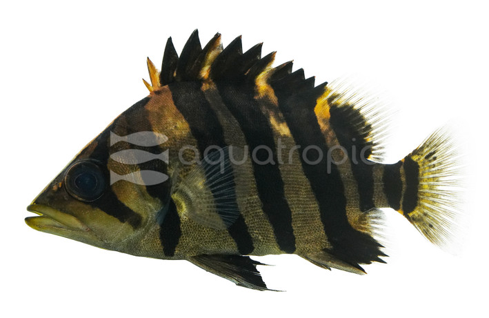 Gold Tiger Datnoid :: 49501