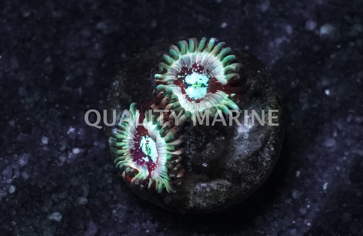 White Zombie Zoanthid Frag :: 63187