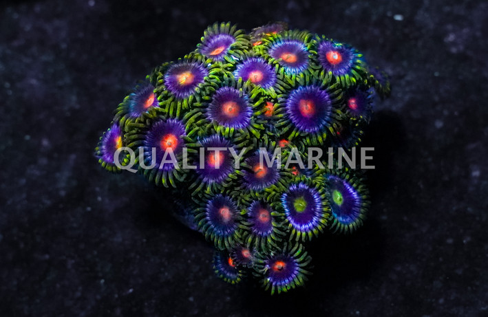 Zoa, Colored Mix Frag :: 62456