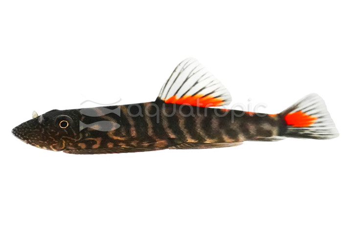 Bloody Mary Hillstream Loach :: 74679