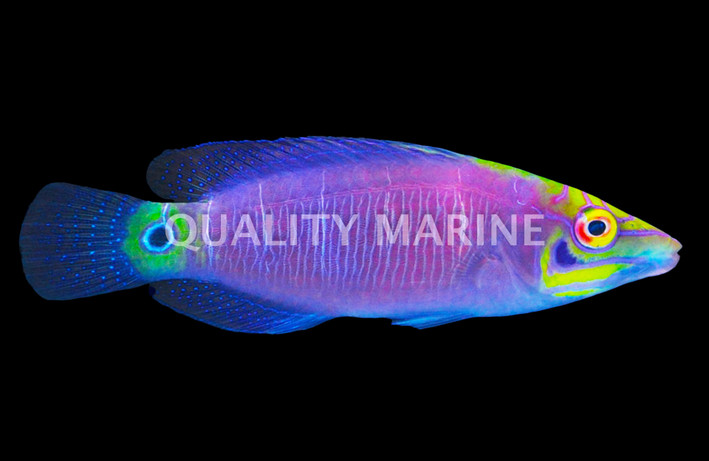 Mystery Wrasse, KWA  :: 49648