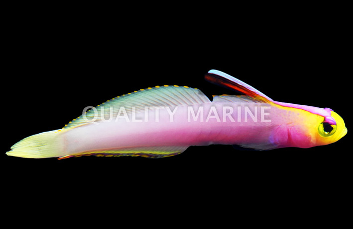 Helfichi Firefish, KWA :: 89622