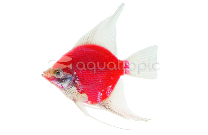 Glo Starfire Red Angel :: 58373