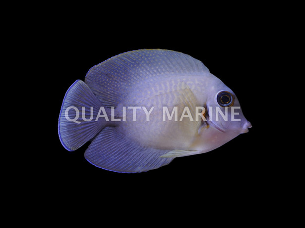 Mimic, Half Black Tang, Les Villages  :: 31639