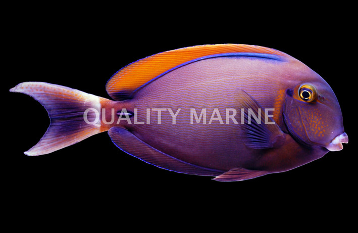 Black Spot Surgeonfish Tang, Les Villages  :: 31638