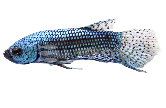 Mixed Alien Betta, Male :: 96350