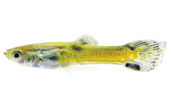 Endler's Cobra Black Male Guppy :: 91862