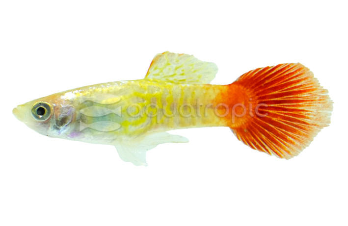 Bourneo Vista Cobra Guppy, Male  :: 86463