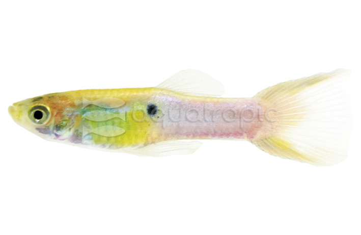 Endler's Royal Blue Guppy, Male  :: 79846