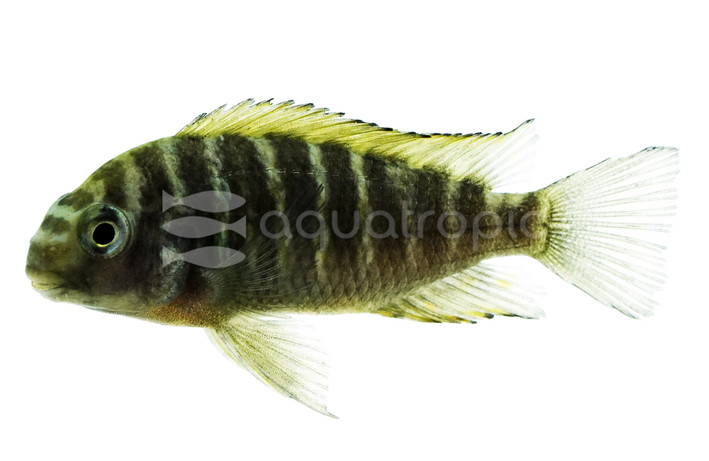 T. Moorii 'Golden Kazumba' :: 75774